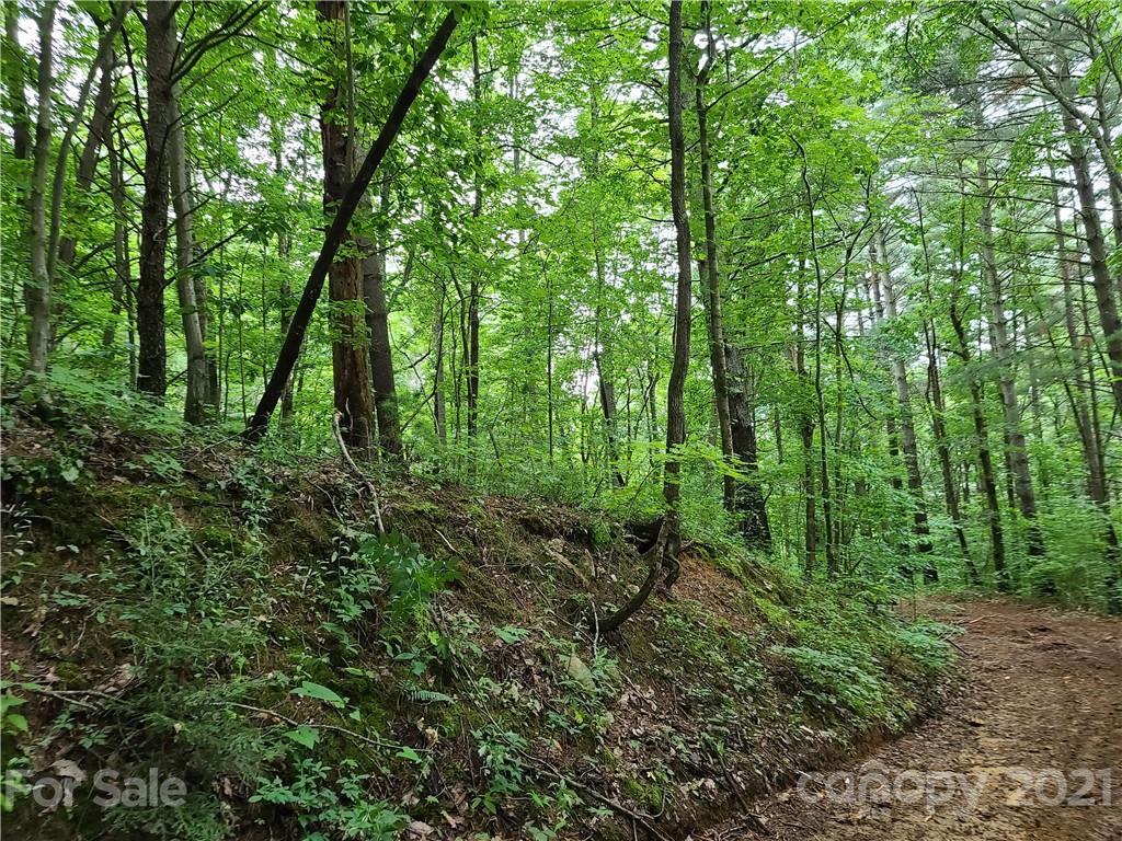 27.35 Mountainbrook Road Asheville, NC 28805 - Photo 27 of 46 a view of a lush green forest