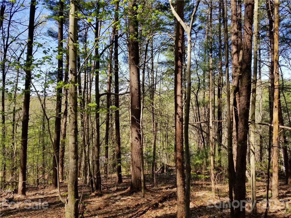 27.35 Mountainbrook Road Asheville, NC 28805 - Photo 38 of 46 a view of a forest