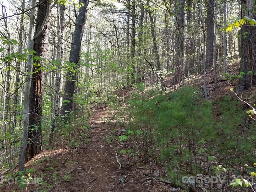 27.35 Mountainbrook Road Asheville, NC 28805 - Photo 39 of 46 a view of forest