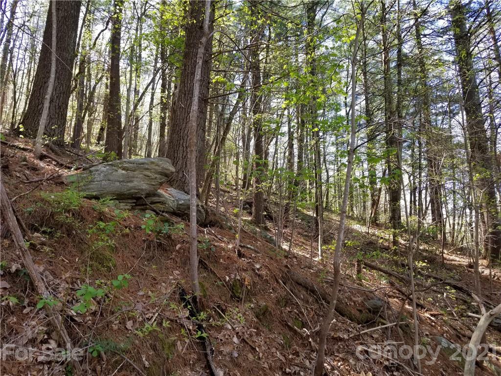 27.35 Mountainbrook Road Asheville, NC 28805 - Photo 40 of 46 a view of forest