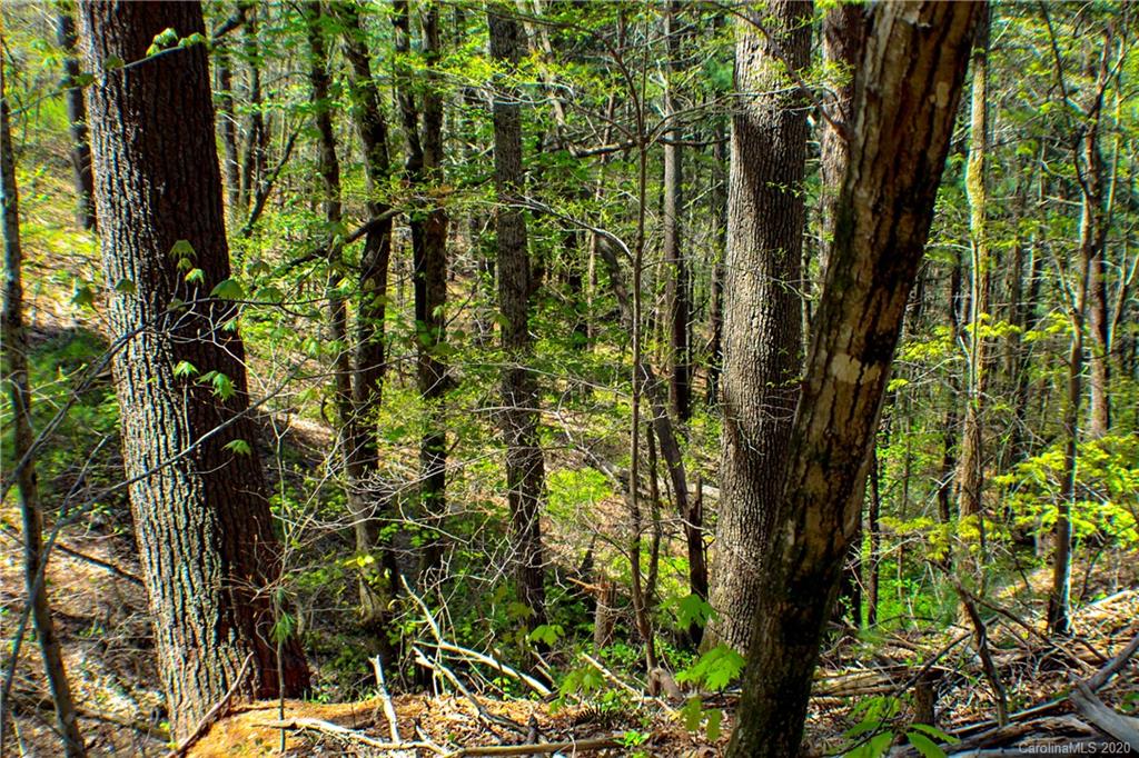 27.35 Mountainbrook Road Asheville, NC 28805 - Photo 5 of 46 a view of a yard