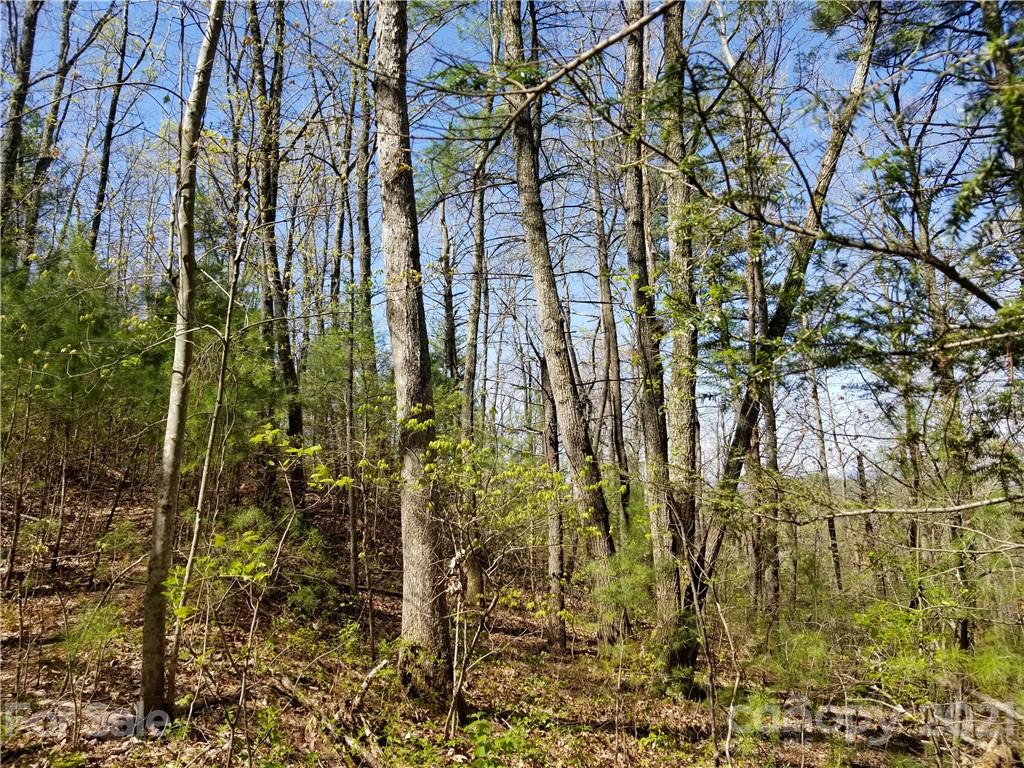 27.35 Mountainbrook Road Asheville, NC 28805 - Photo 44 of 46