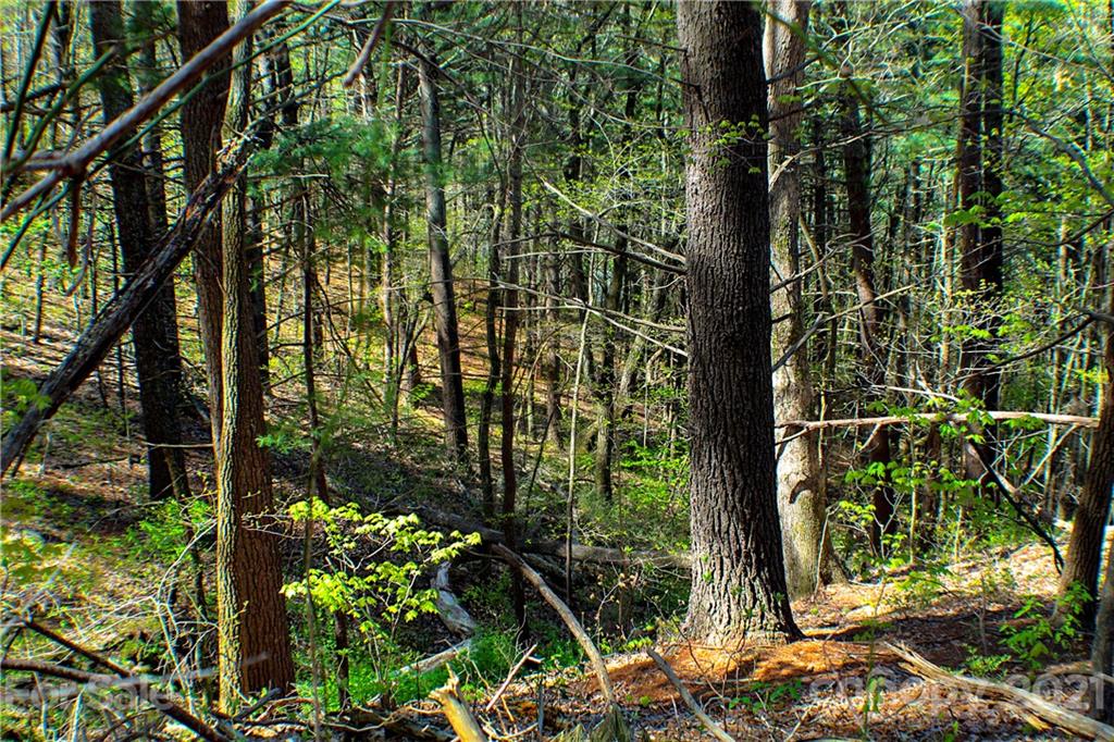 27.35 Mountainbrook Road Asheville, NC 28805 - Photo 46 of 46 a view of a garden