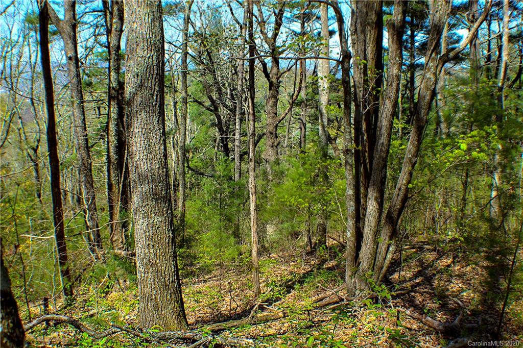 27.35 Mountainbrook Road Asheville, NC 28805 - Photo 8 of 46 a view of forest