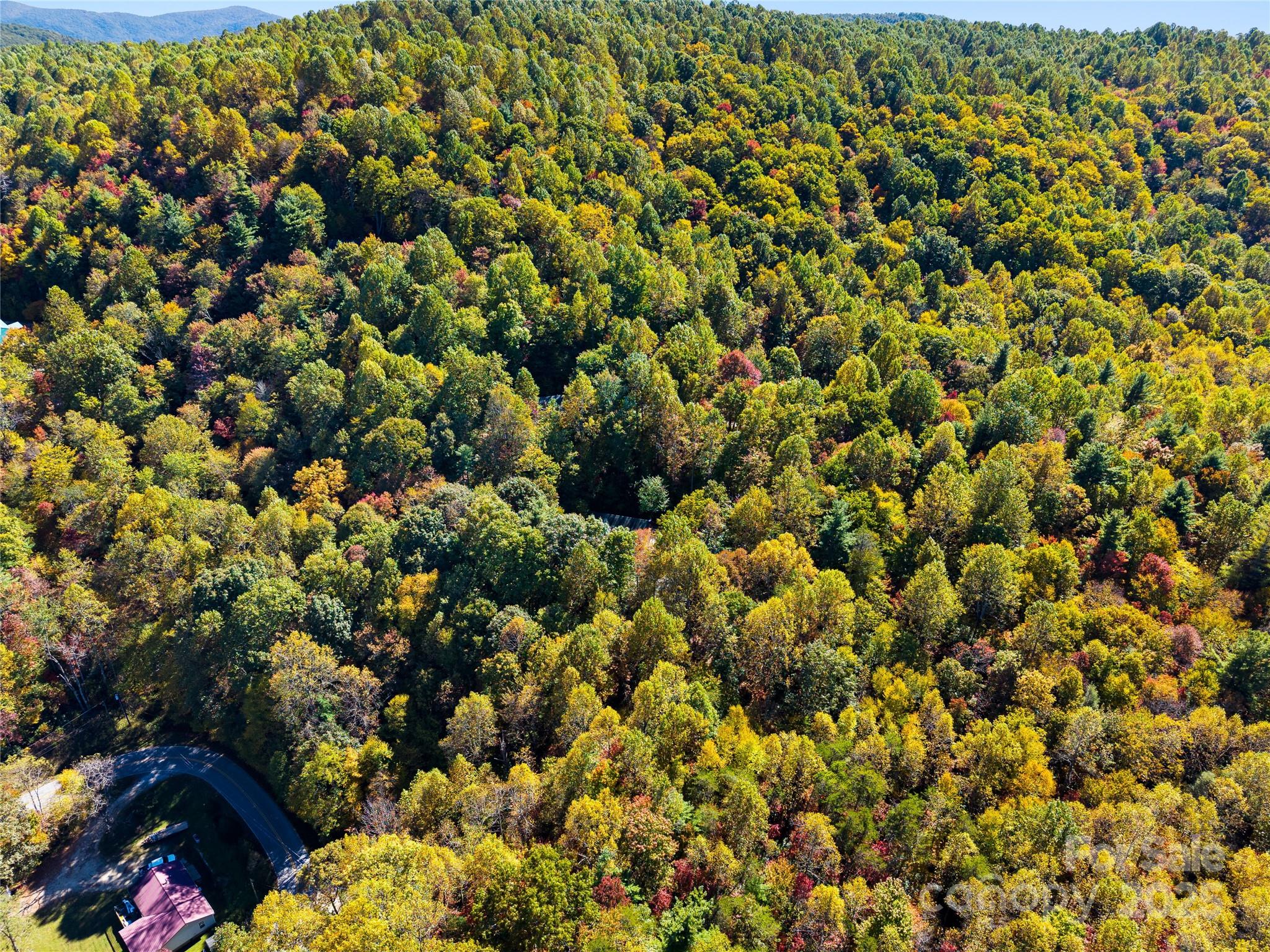 1308 Bell Mountain Road Zirconia, NC 28790 - Photo 37 of 42 a view of a large tree with lots of trees