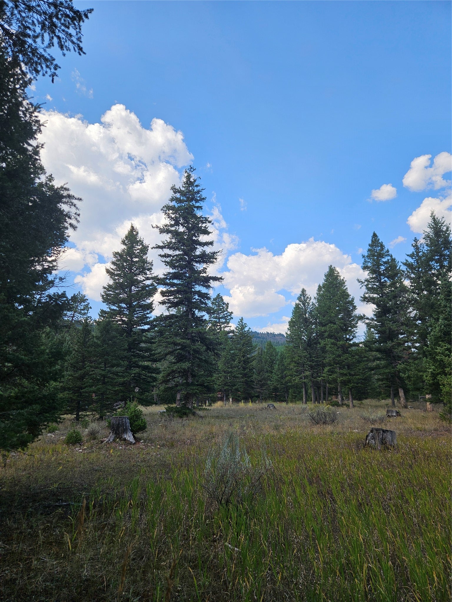 8880 Elk Trail Loop Lincoln, MT 59639 - Photo 50 of 55 Gallery Image 50
