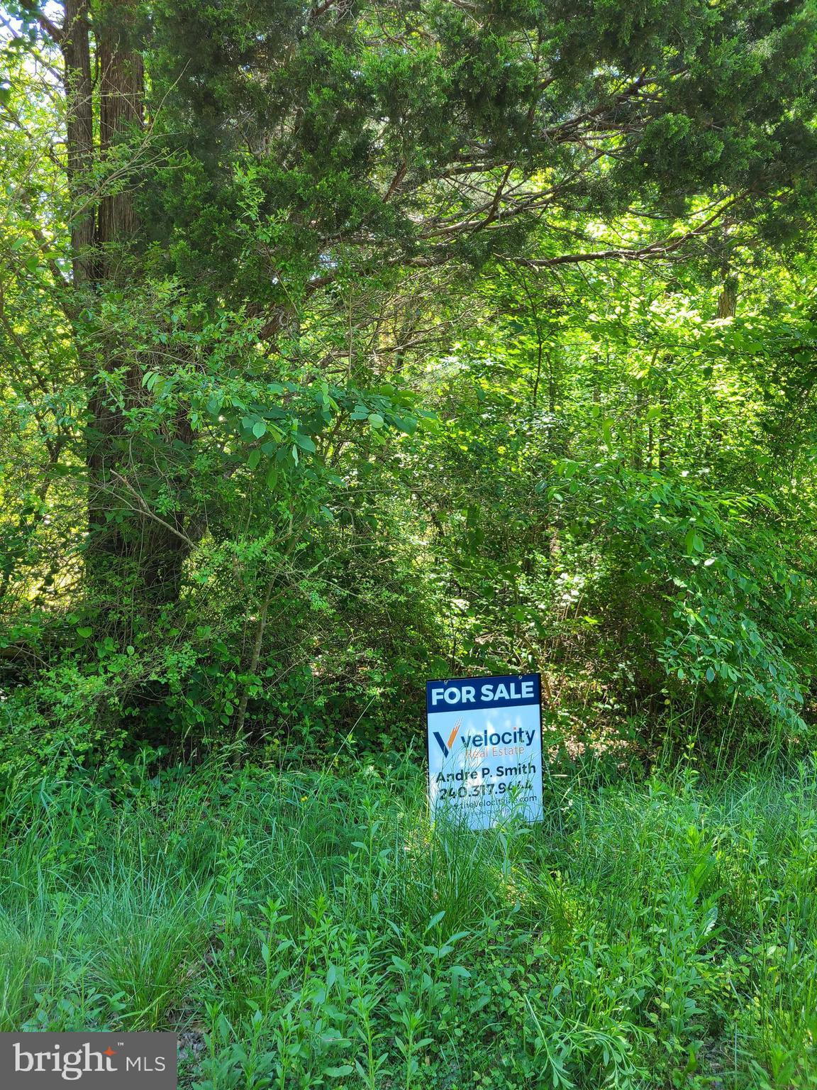 a view of a sign in a lush green forest