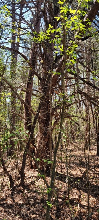 210 Cedar Ridge Drive Westminster, SC 29693 - Photo 6 of 23 I just like this tree