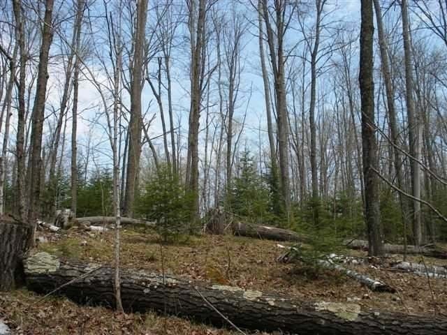 11-12 Feely Lake Road Mercer, WI 54547 - Photo 10 of 14 Gallery Image 10