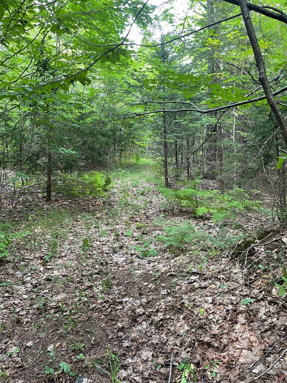 39-ac Off County Line Lake Road Watersmeet, MI 49969 - Photo 11 of 18 Gallery Image 11