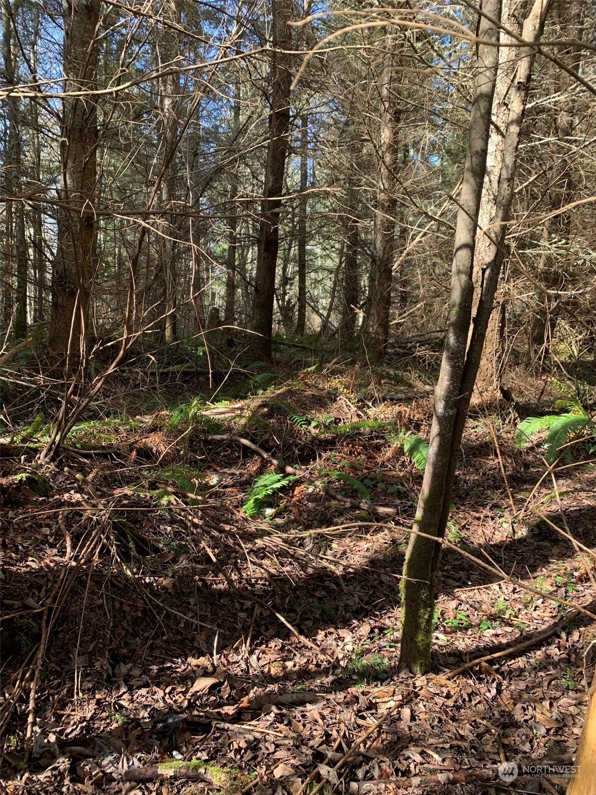 0 Volunteer Road Oak Harbor, WA 98277 - Photo 4 of 6 a backyard of a house with lots of green space