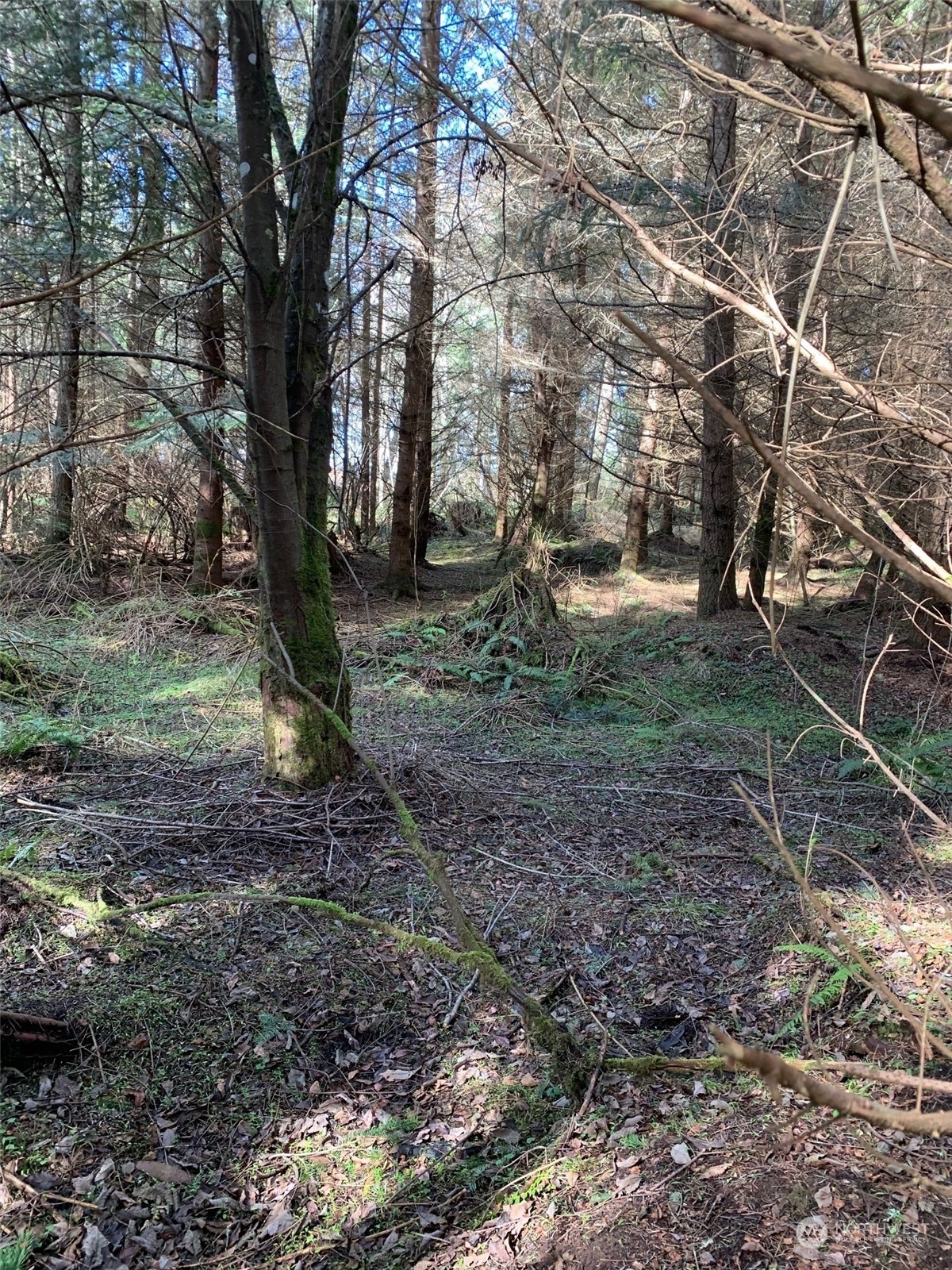 0 Volunteer Road Oak Harbor, WA 98277 - Photo 5 of 6 a view of a yard with plants and trees