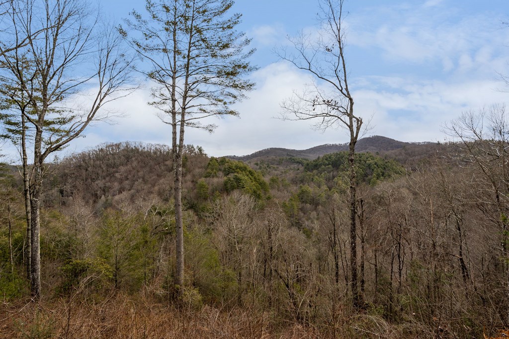197 Cashes Valley Cherry Log, GA 30522 - Photo 61 of 67 a view of a yard with a tree