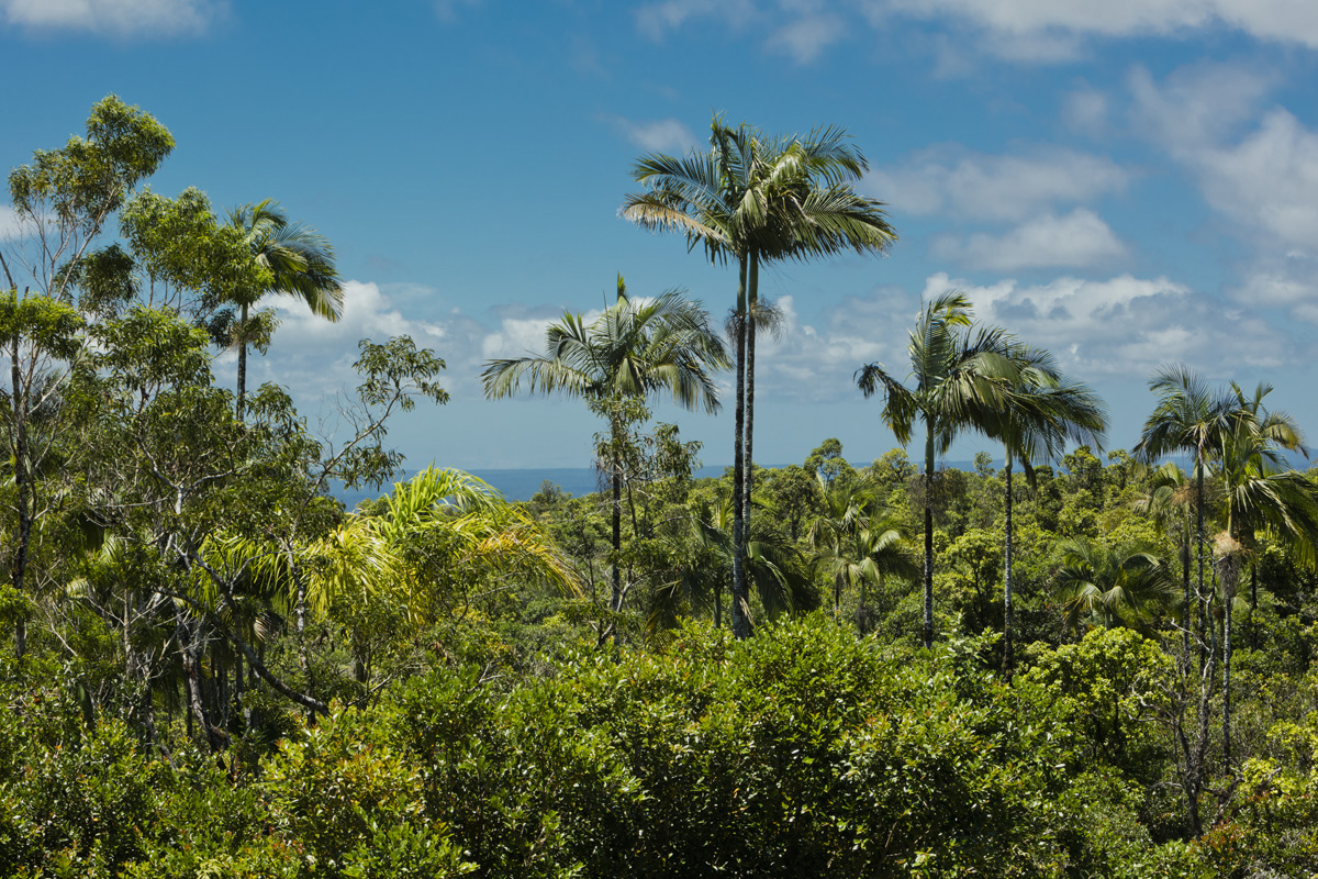 3269 Kaiwiki Road Hilo, HI 96720 - Photo 2 of 29 Gallery Image 2