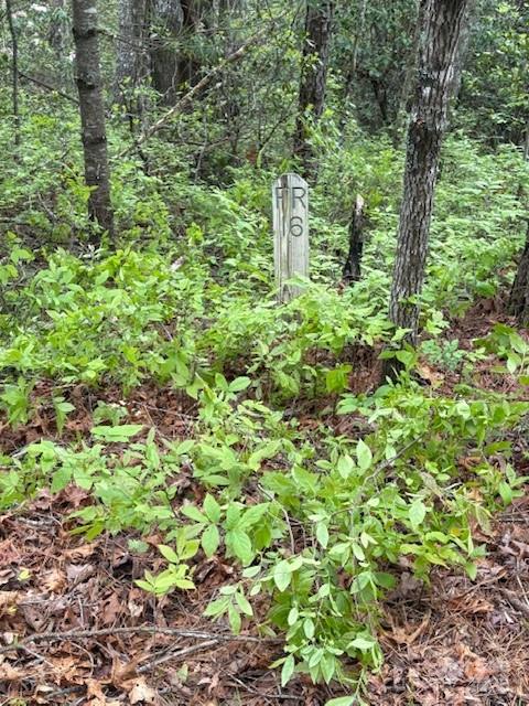 16 Opossum Path, Unit FR 16 Brevard, NC 28712 - Photo 1 of 21 a plant view in yard