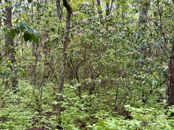 a view of a garden