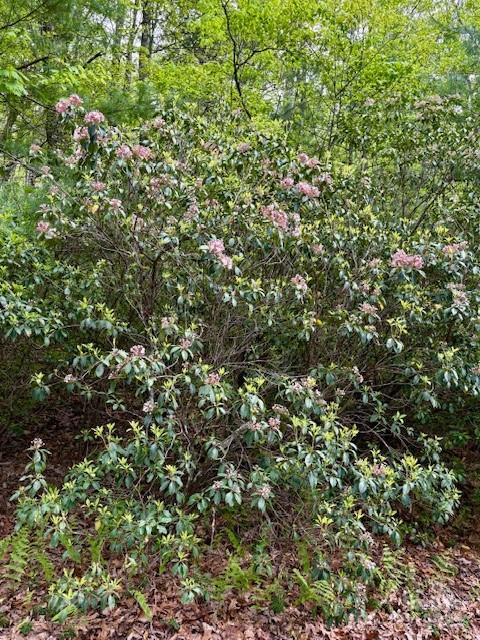 16 Opossum Path, Unit FR 16 Brevard, NC 28712 - Photo 4 of 21