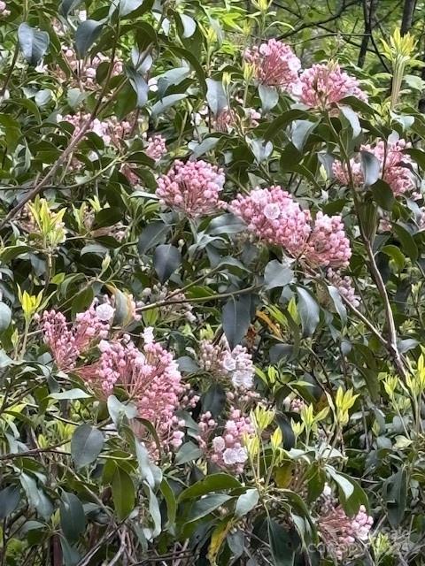 16 Opossum Path, Unit FR 16 Brevard, NC 28712 - Photo 5 of 21 a pink flowers