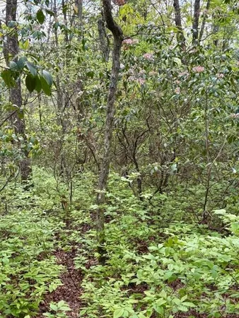 a view of a garden with plants