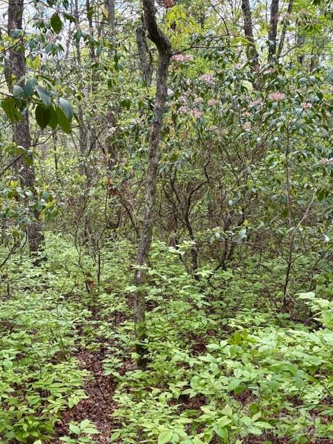 16 Opossum Path, Unit FR 16 Brevard, NC 28712 - Photo 7 of 21 a view of a lush green forest
