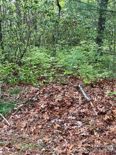 16 Opossum Path, Unit FR 16 Brevard, NC 28712 - Photo 8 of 21 a view of a large yard with plants and trees