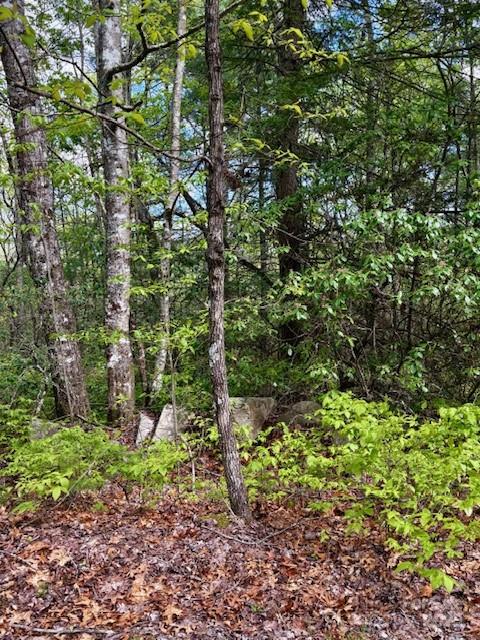 16 Opossum Path, Unit FR 16 Brevard, NC 28712 - Photo 10 of 21 a view of a garden with plants