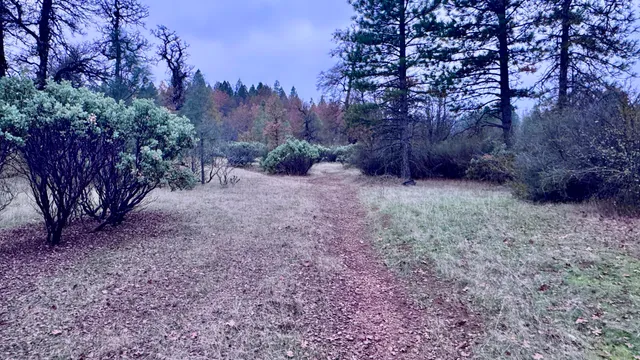 a view of a yard with trees