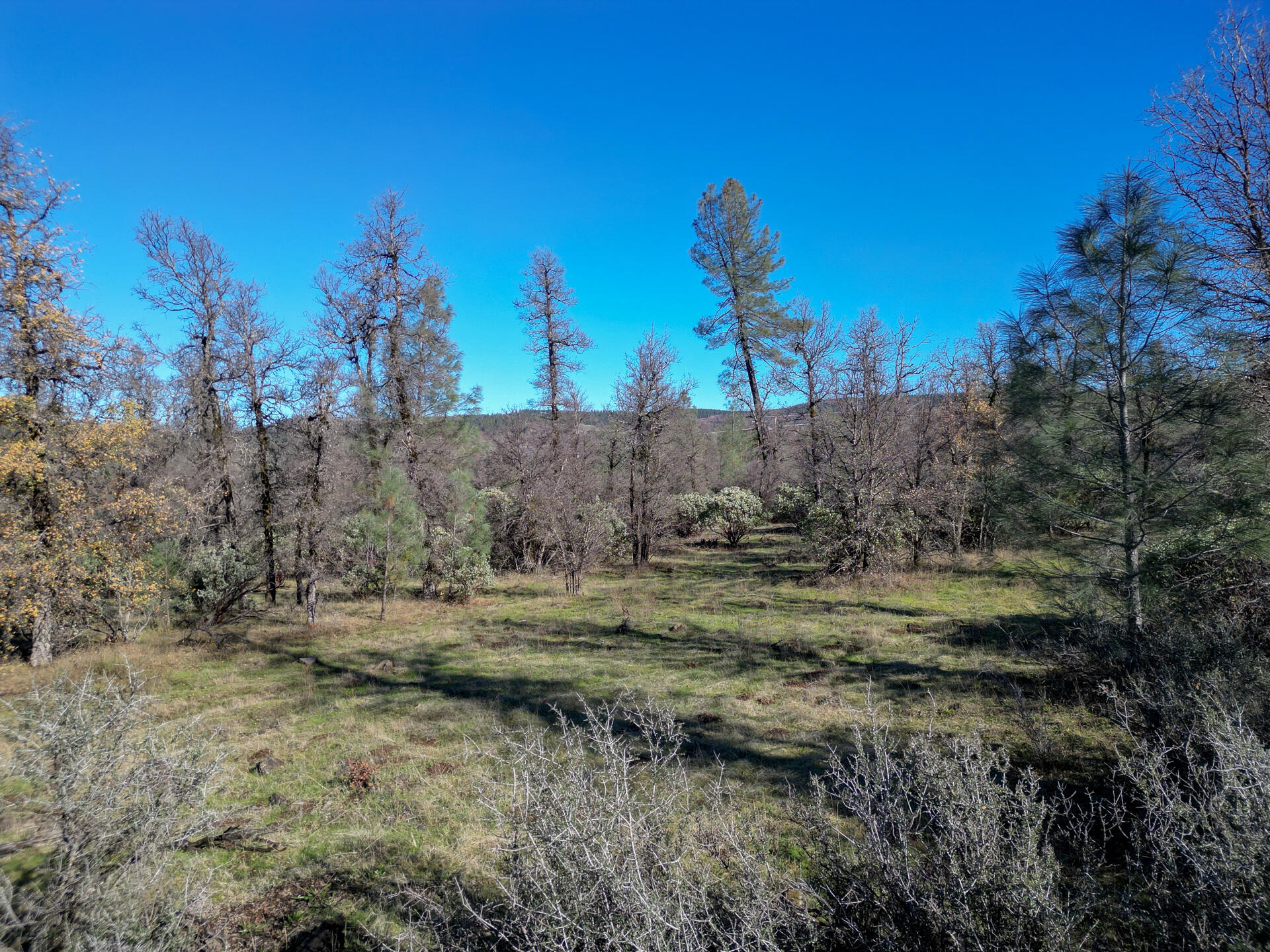 15.77 Acres Dittman Road Montgomery Creek, CA 96065 - Photo 16 of 26 a view of a dry yard with trees