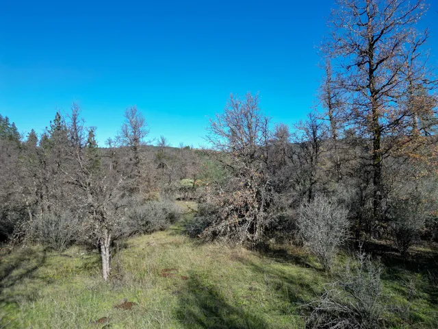 a view of a dry yard with trees in the background