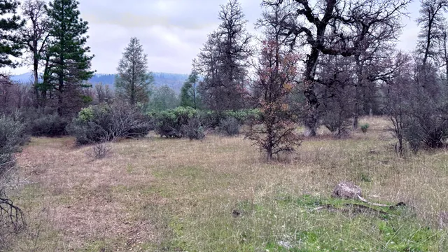 a view of a dry yard with trees