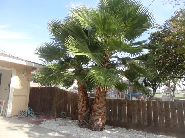 521 W West 9th Street Merced, CA 95341 - Photo 4 of 21 a couple of palm trees sitting in a backyard