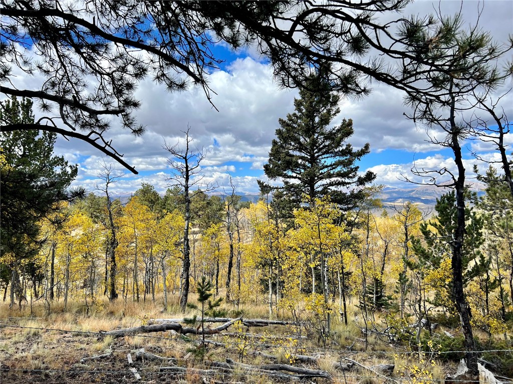 593 Osprey Road Como, CO 80432 - Photo 17 of 32 a picture of tree