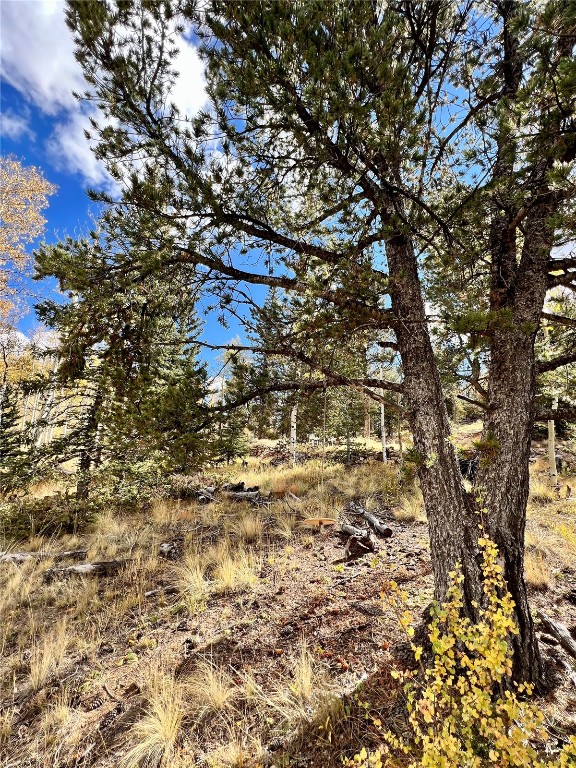 593 Osprey Road Como, CO 80432 - Photo 25 of 32 a picture of tree