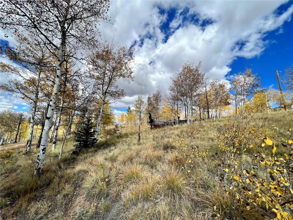 593 Osprey Road Como, CO 80432 - Photo 10 of 32 a view of a yard with trees