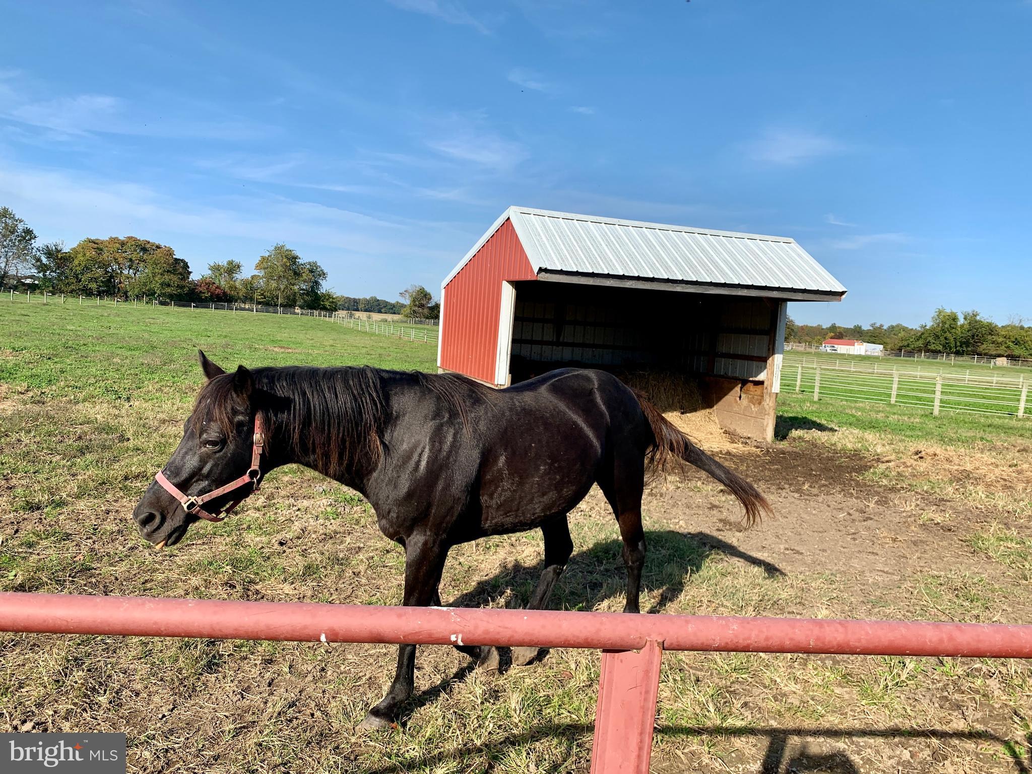 516 Crouse Mill Road Queen Anne, MD 21657 - Photo 23 of 39 Horses!