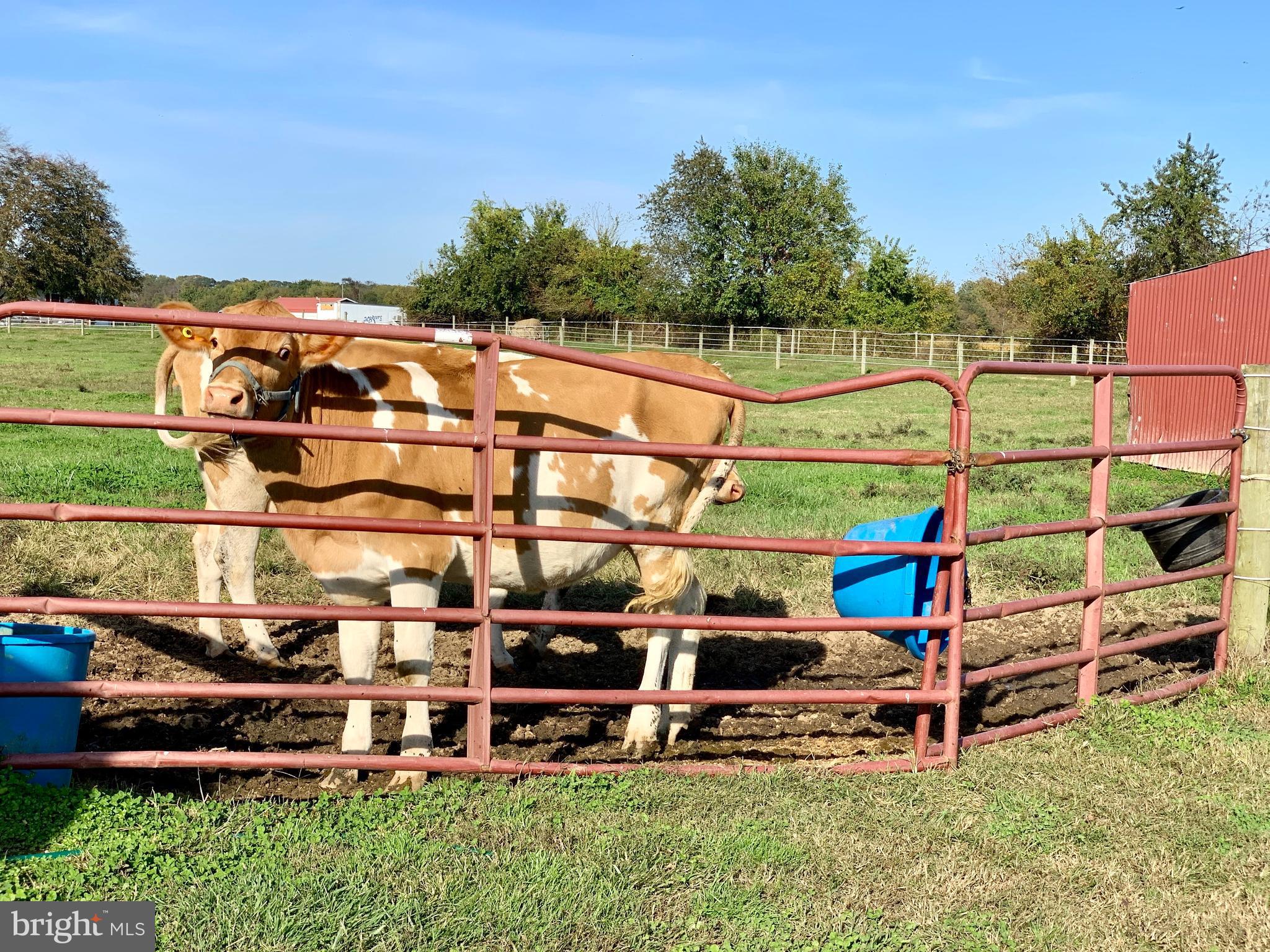 516 Crouse Mill Road Queen Anne, MD 21657 - Photo 28 of 39 Cows!