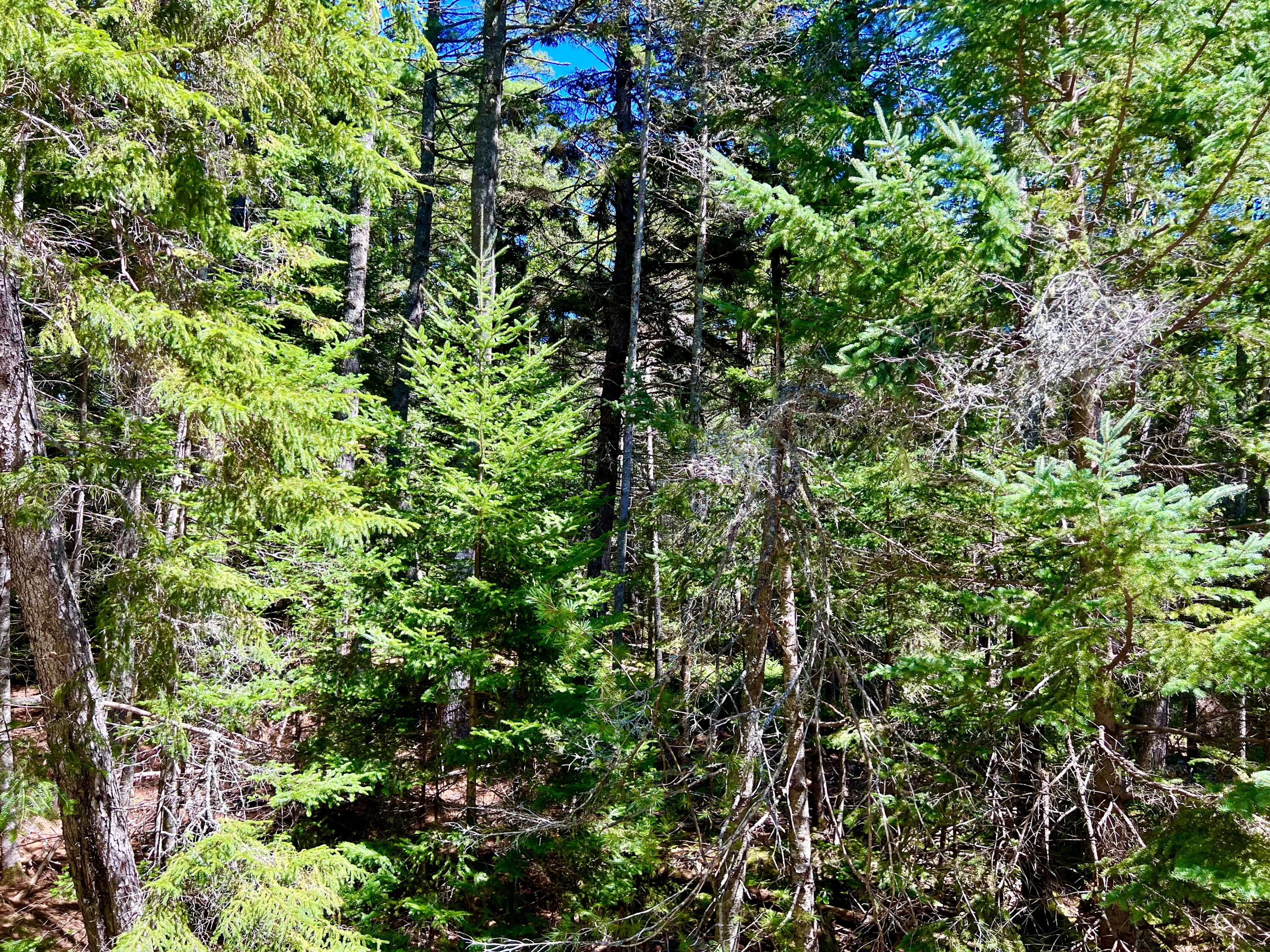 188 Parker Farm Road Mount Desert, ME 04660 - Photo 5 of 12 Parker Farm Road