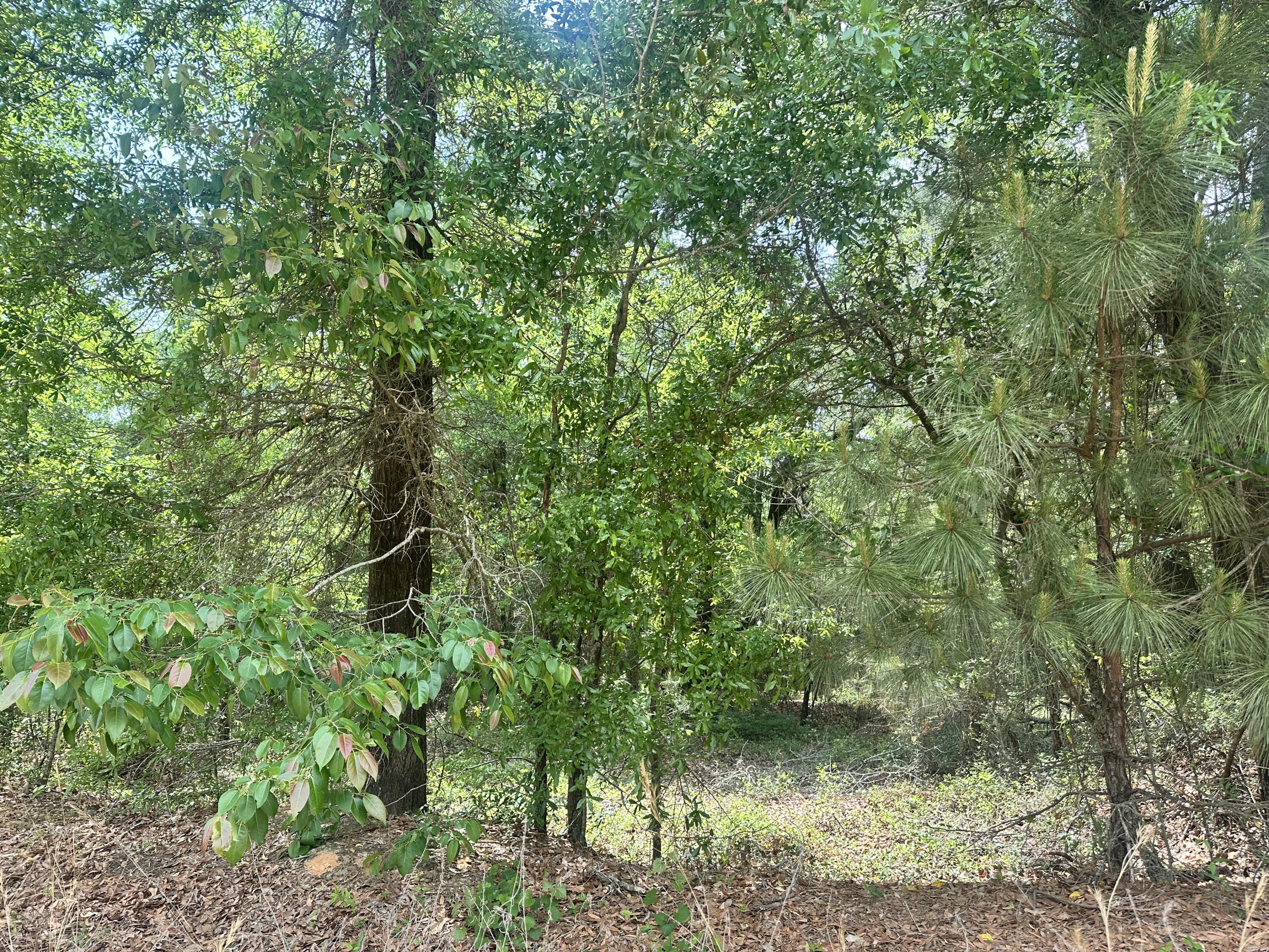 Lot 10 Warbonnet Road Salley, SC 29137 - Photo 1 of 3