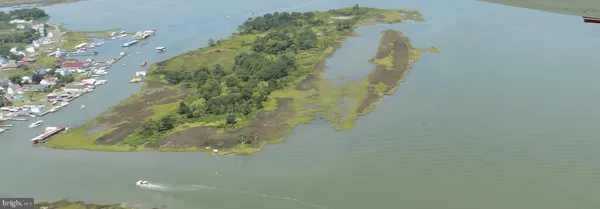 a close up of a plant in a pot