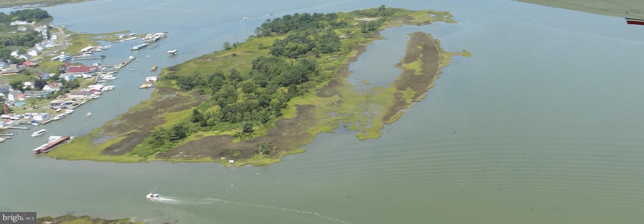 0 Unknown Road Ewell, MD 21824 - Photo 2 of 4 a close up of a plant in a pot