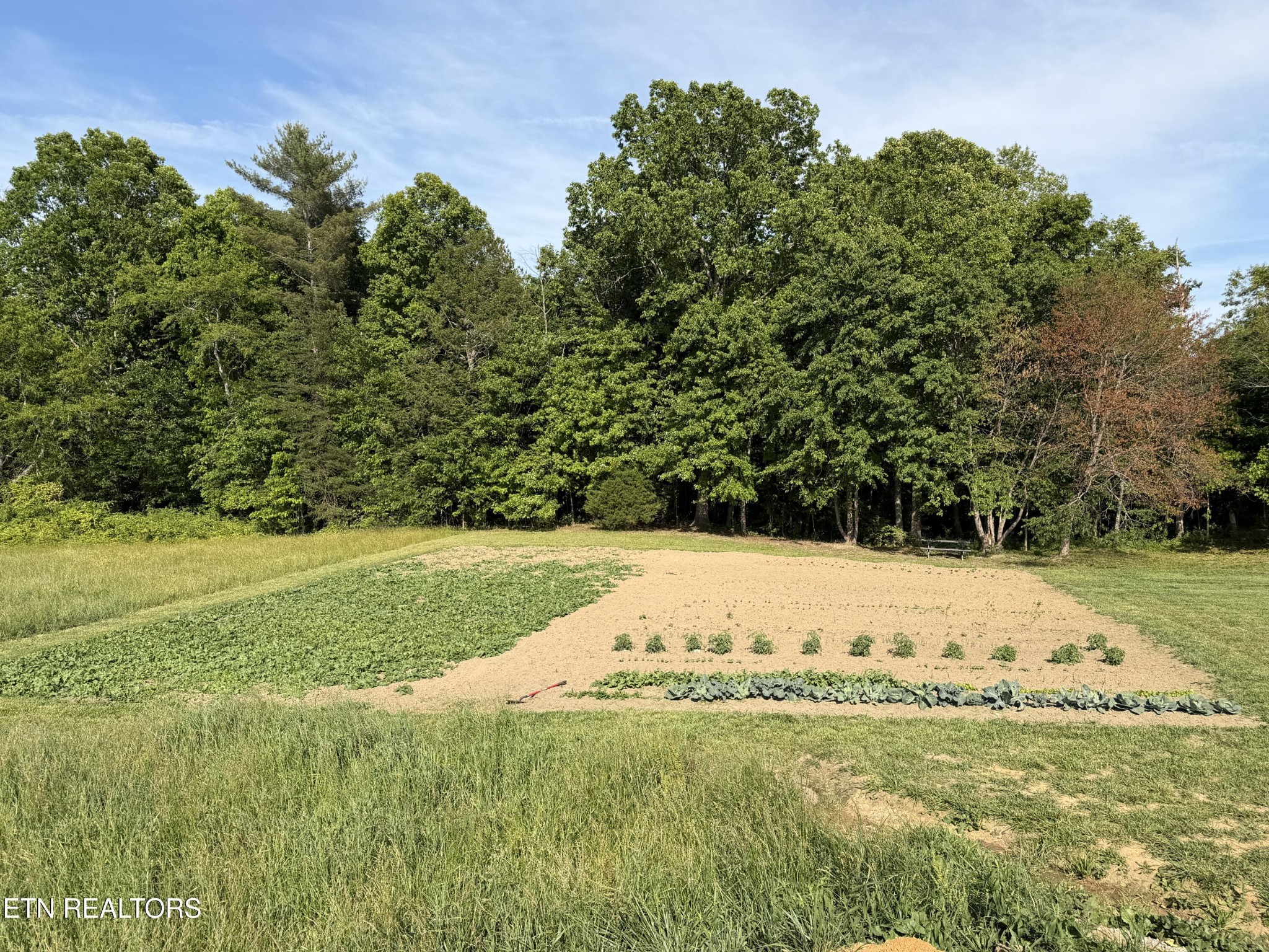 110 Don Conatser Road Allardt, TN 38504 - Photo 36 of 38 a view of a yard with an tree