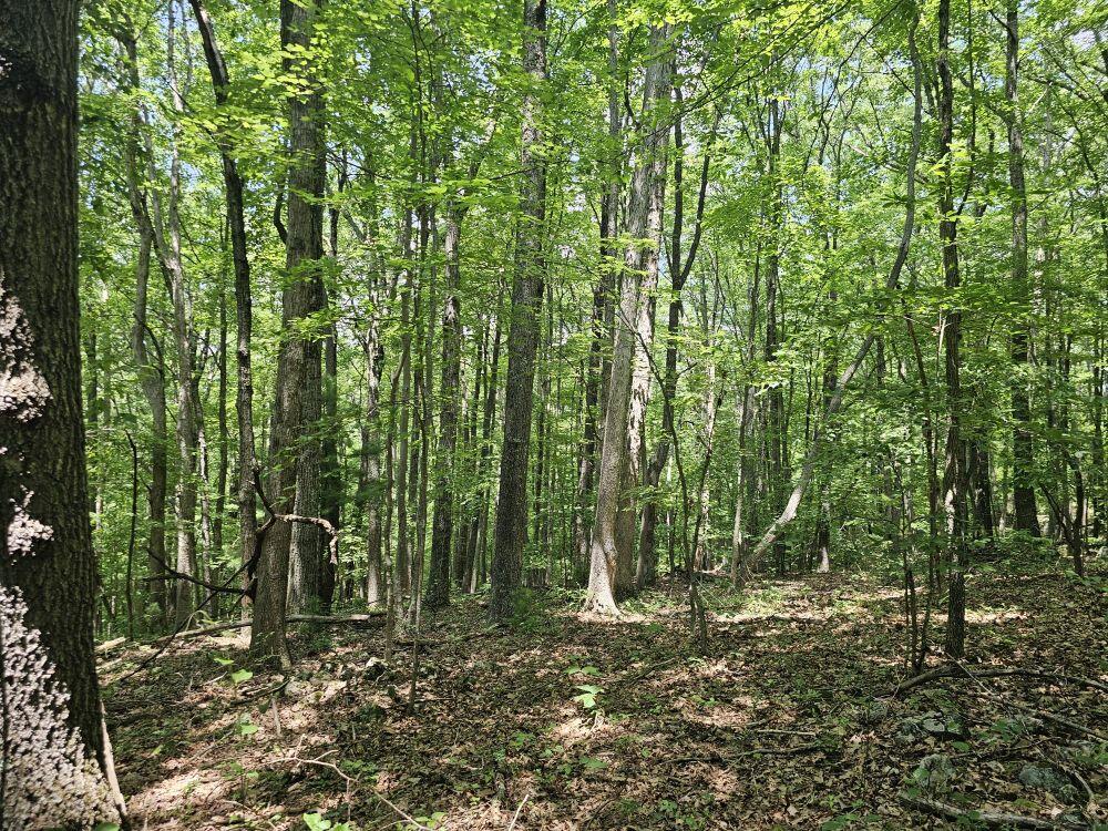 5618 Ellison Ridge Road Jumping Branch, WV 25969 - Photo 9 of 39 Gallery Image 9