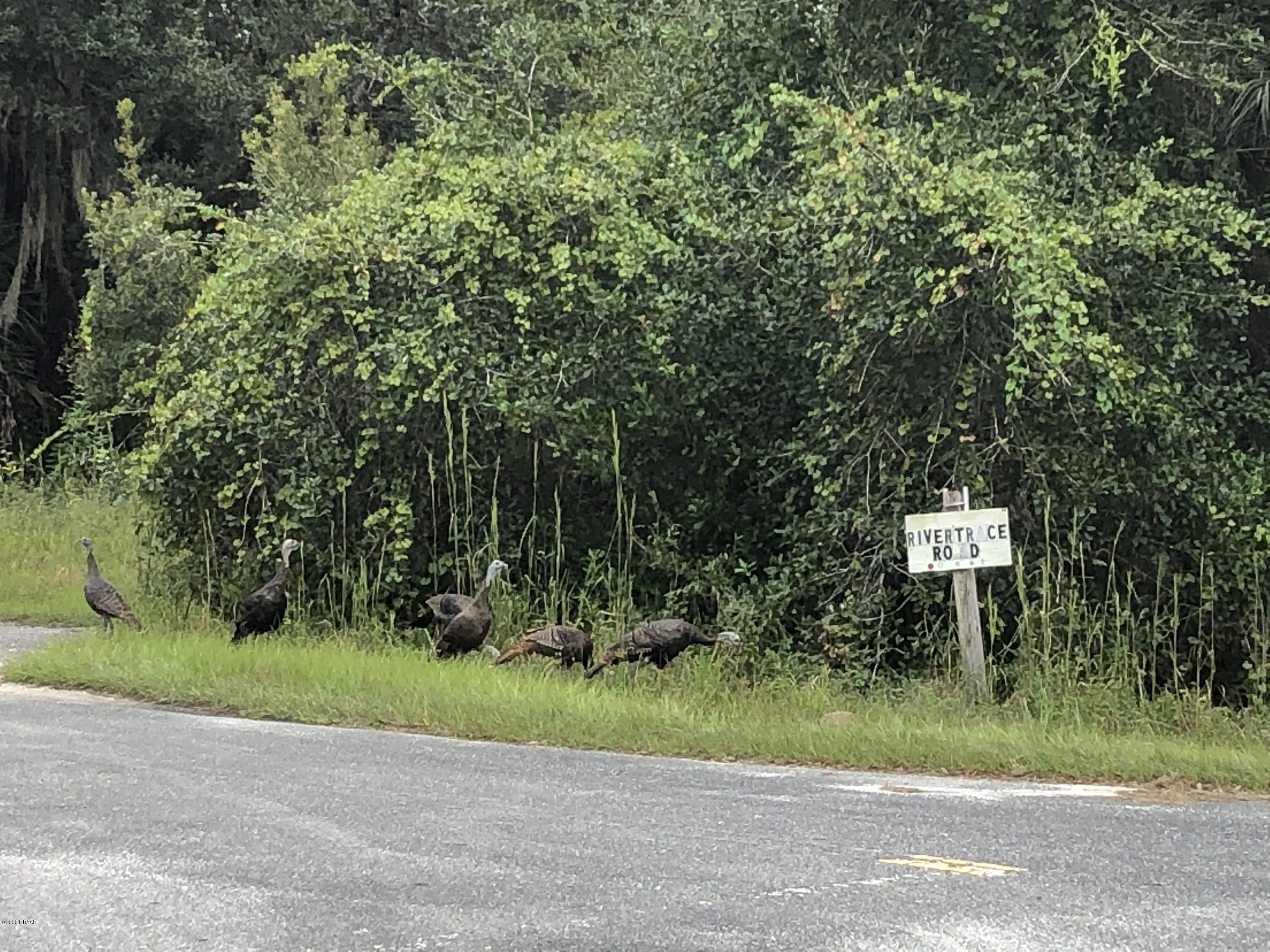 1 Dexter Road Astor, FL 32102 - Photo 7 of 16 IMG_4044