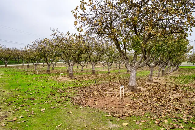 a view of yard with trees