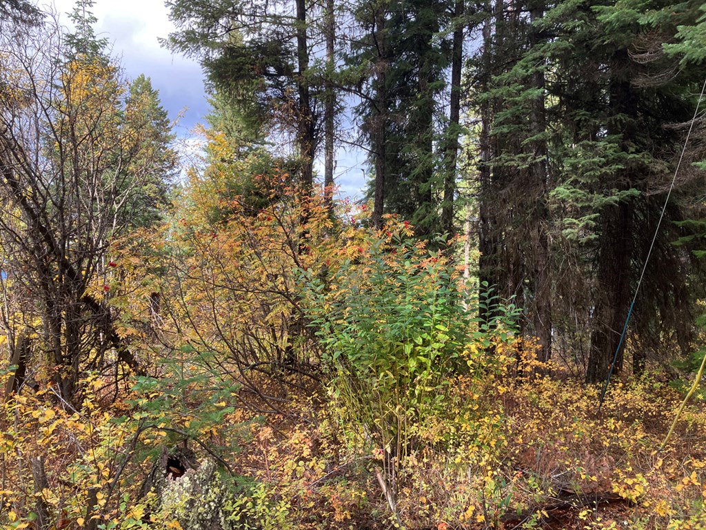 534 Brenda Drive, Unit 84 Cascade, ID 83611 - Photo 3 of 7 Evergreens Mixed In
