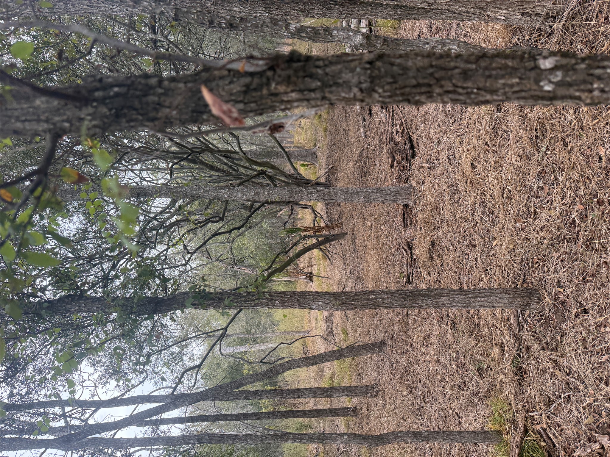 298 Riverside Drive Bastrop, TX 78602 - Photo 6 of 7 Mature trees cluster across a natural forest floor on this undeveloped property.