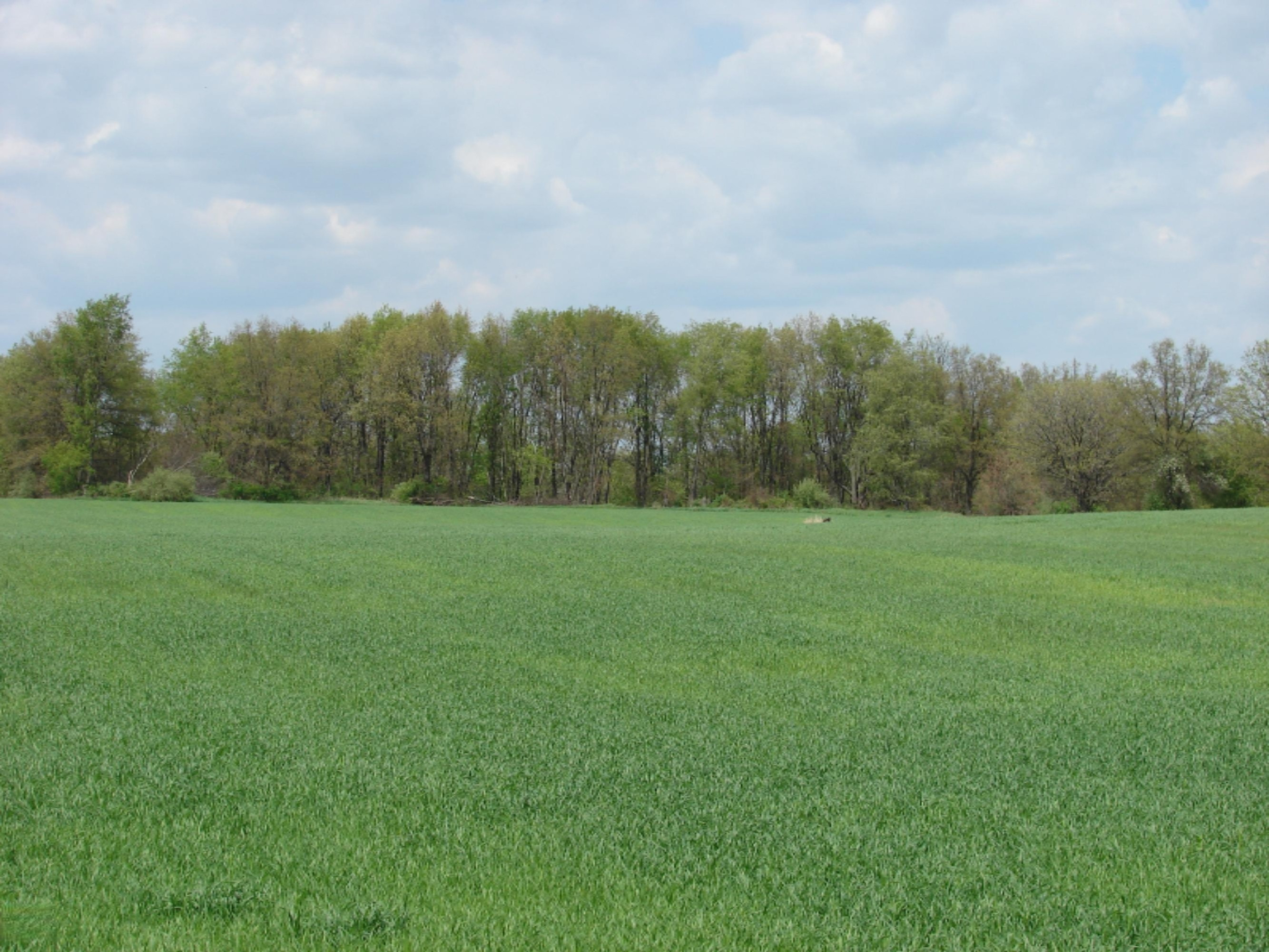 12720 East Erie Road Albion, MI 49224 - Photo 2 of 2 DSC07400