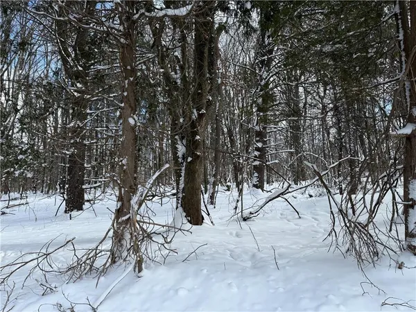 a view of outdoor space with lots of trees