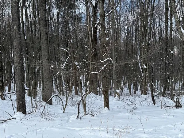a view of tall trees
