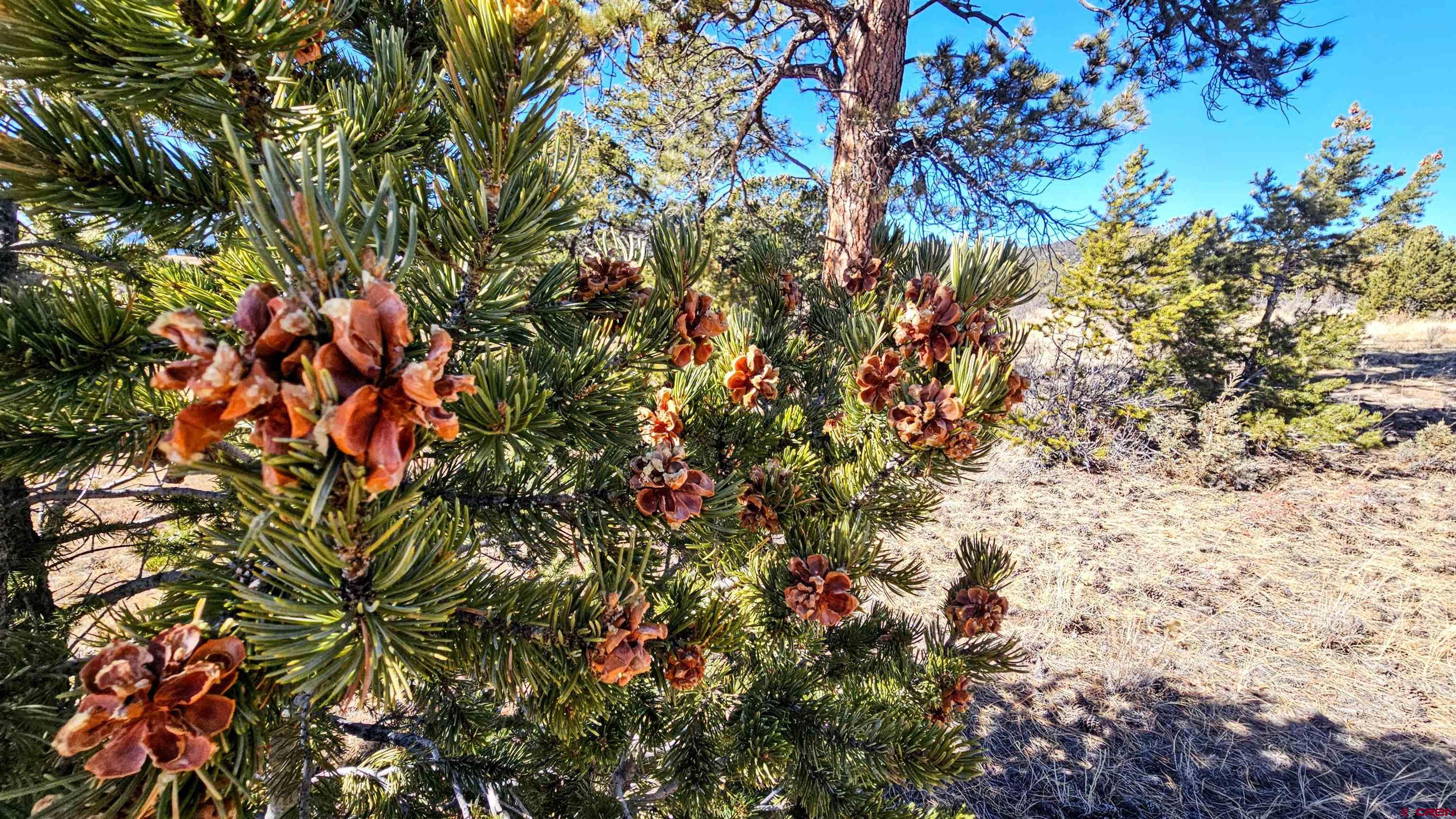 180 Silver Thread Circle South Fork, CO 81154 - Photo 11 of 21